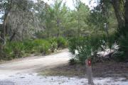 Looking at LOOP 1 #4 from camping area road - sunny site surrounded by palmettos and green trees;