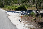 Looking at LOOP 1 #5 from camping area road â Partially shaded site surrounded by palmettos and green trees;