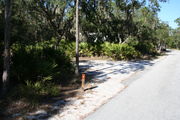 Looking at LOOP 1 #6 from camping area road â Partially shaded site surrounded by palmettos and green trees;
