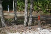 Looking at LOOP 1 #8 from camping area road â Partially shaded site surrounded by palmettos and green trees;