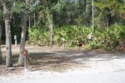 In LOOP 1 #8, a better view of the entrance to the site more palmetto and trees surround the site. Site Marker is on the right side of the main road