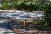 Looking at LOOP 1 #14 from camping area road â Sunny site surrounded by palmettos and green trees;