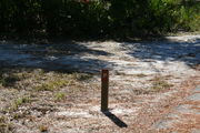 Looking at LOOP 1 #17 from camping area road â sunny site surrounded by palmettos and green trees;