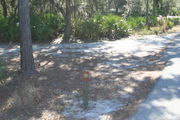 Looking at LOOP 1 #20 from camping area road â Partially shaded site surrounded by palmettos and green trees;