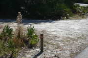 Looking at LOOP 1 #22 from camping area road â Partially shaded site surrounded by palmettos and green trees;