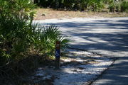Looking at LOOP 1 #27 from camping area road - sunny site surrounded by palmettos and green trees; ADA Site, paved