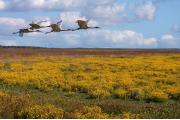 Four Sandhill cranes fly low over brilliant yellow marsh marigolds blooming in the prairie basin.  Every year, thousands of sandhill cranes migrate to spend the winter at Paynes Prairie.Ã¢ÂÂ