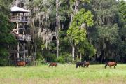 The 50-foot-high observation tower, located on the edge of a live oak hammock near the Visitor Center, gives a panoramic view of the prairie basin. Often, wildlife, like this family of wild Spanish horses, can be viewed here.Ã¢ÂÂ