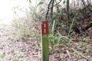 A view of the campsite signpost for site #11.  Typical understory vegetation is seen.