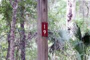 Campsite signpost for site #19 with typical surrounding oak, pine, and palm vegetation in background.