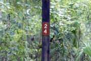 Campsite signpost for site #24 with typical surrounding oak, pine, and palm vegetation in background.