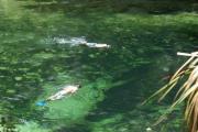 Two snorkelers swimming in the headspring at Blue Spring State Park.