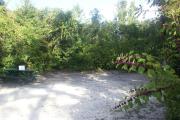 Campsite #1 at Blue Spring State Park with beautyberry in the foreground.