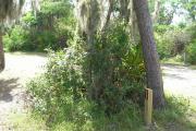 Looking at marker #11; site mostly sunny in afternoon