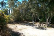 A view of the campsite with a shell/sand base and partial shade.