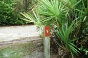 The site marker for campsite number 9 shows the palmetto shrubs and other low growing shrubs in the foreground with smaller to medium sized trees in the background. Site number 9 is a 48 foot, back in, site and is partially shaded throughout the day.