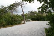 Picnic table and lush vegetation.