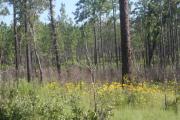 This photo shows sandhill restoration area. There are yellow flowers among various grasses. There are many pine trees and some small oak trees.