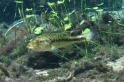 This is an underwater photo of a bass with limestone and some aquatic vegetation.