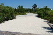 Photo: 021, View looking out from back of site to campground road. Bushes and palm trees in the background.