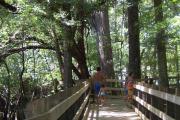 Photo: FANNING SPRINGS SP