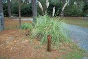 A view of RV site nine at Topsail Hill Preserve State Park showing the site marker in front of a tuft of pampas grass and a picnic table next to the site to the left.