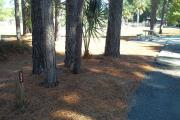 A view of RV site thirty-three at Topsail Hill Preserve State Park showing the site marker and a picnic table to the left of the site.