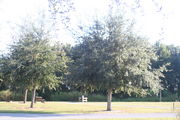 Looking at campsite #8 from across campground road â Ground cover is green and brown grass, with a view of foliage along backside of campsite.
