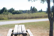 At the back of campsite #25 looking towards road â Ground cover is green and brown grass.  Center of photo is a picnic table.