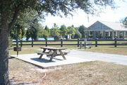 From the side of campsite #29 - Ground is scattered with green and brown grass, with patches of grey soil.  Limited shade is provided by small oak trees along the side of the site.  Picnic table and pedestal grill are visible on left side of photo.