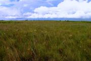 Wildflowers flourish in a prairie and a storm brews in the distance. Purple blazing stars, white pipeworts and water cowbanes, yellow and white milkworts, and tawny wiregrasses and bluestems are visible in the prairie. Green palmetto patches and sable palms are on the horizon.