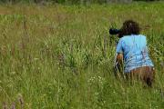 A visitor kneels in the prairie to capture the butterflies and wildflowers with her camera. Purple blazing star, white rattlesnake master, curly toothache grass, skinny wiregrass, dwarf oak and saw palmetto are plants visible in this photo.