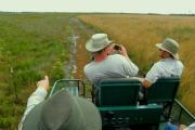 The tour guide driving the prairie buggy points out the different responses of plants in relation to recent fires. A trail splits the prairie. The prairie on the right produced a wheat field-like appearance of wiregrass because of growing season fire. A metal trail marker is at the bottom left.