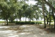 Medium sized oak trees provide shade to the campsite. A palmetto hedge hides the picnic table and fire ring.