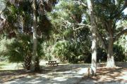 The vehicle pad and entrance for campsite 9 is narrow due to the close spacing of the cabbage palm trees on the site.