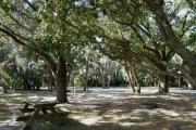 The picnic table and fire ring are nestled under oak trees.