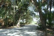 The vehicle pad is tapered near the entrance by sizeable oak trees.  A large oak branch hangs low over the campsite and may inhibit taller RVs from parking on this site.