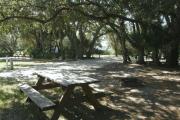 A picnic table and fire ring lie under large spanning branches of an oak tree.