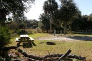 Campsite 21 is next to a depression marsh, where wetland species such as red bay and swamp bay can be experienced.  Some of the bay trees have been impacted by an invasive species.