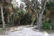 Campsite 29 has a narrow vehicle pad due to the numerous cabbage palms and oaks in the site.
