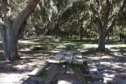 Viewed from the picnic table, a cathedral of oak branches stretches out across the campsites.