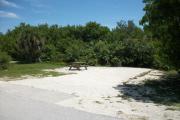 The front is open to the street. The back has a variety of native plants. There is a gravel drive in the center of the site. There is a picnic table with a fire ring behind it on the left.